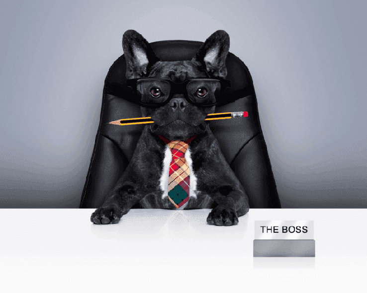 The-Boss-french-bulldog